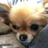 maysam_mack