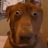 ducanhdzaivcl