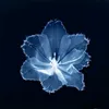 _blueii