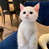 wangpets
