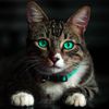 pets03