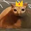 pablo_cult_leader