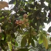 tuyt.mai0591