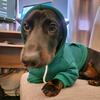 dobbythedachshund23