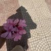 🌷♡Maï Sşaà♡🌷