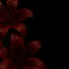 t_h_958