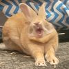 sunflowerthebunny