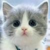 lady_dalia001