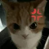 j4nn3.jj