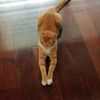 brandonthepetsguy14