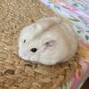 oreo.de_hamster