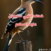 rabahrahila