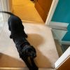 jessie_da_dog