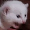 addiesgaming