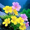 abdallah33297