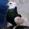 hl_y3