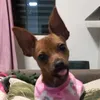 anacatarina_pisncher1