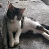 xbossing_29x