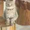 siro_meomeo