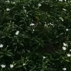 trantruongson18