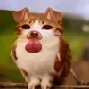 dxstify