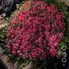 awinosman3