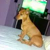 franciscokikorico