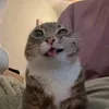 graytheking