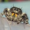 arachnibae