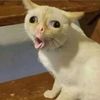 pogi_cat