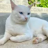 แมวขาว ตัวเหลือง ชื่อ White