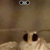 ratedrat