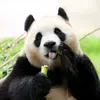 chau_nhung_93