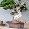 hoang.linh.bonsai