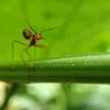 pipra🐜🐜🐜42222