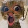 pemsy_kelly