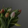 ahlam.x70