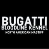 Bugatti Bloodline Kennel