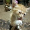 abangbirupb