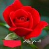 noorhabib7973