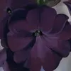 floresalataque