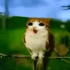 misuky_dabloons