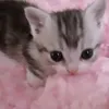 h3rbiji