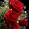 user3293901128508