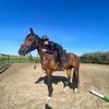 equestrian_exx