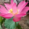 khanhduy2142