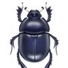 blue_scarab