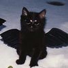 todayisblackcat