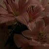 anelya_pov