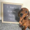 realweinerdog